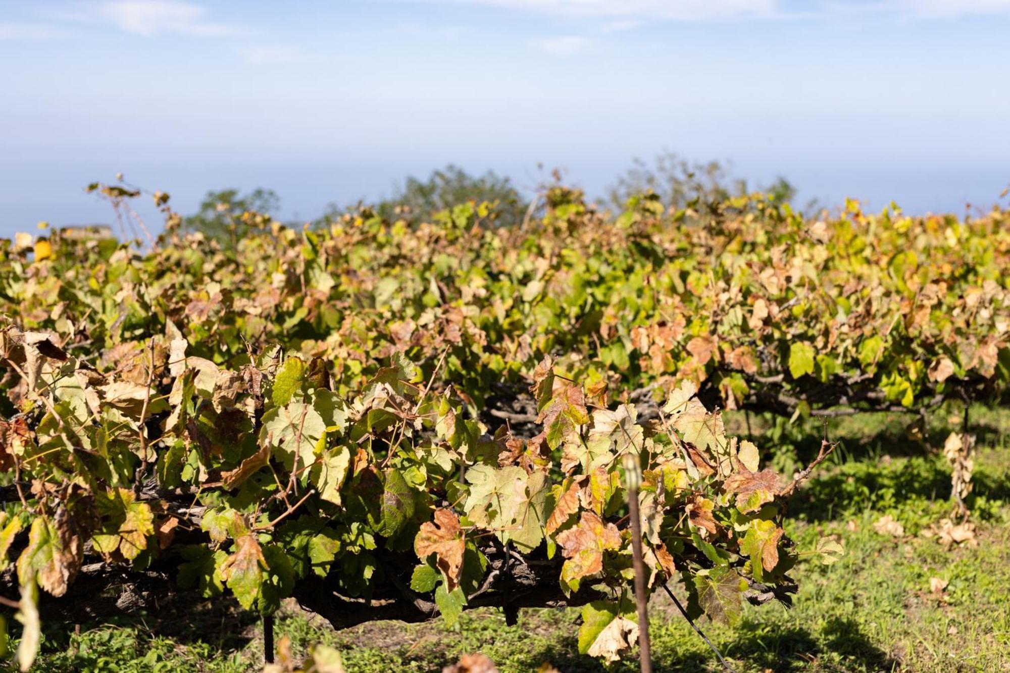Ek Las Vistas Finca El Milagro 라오로타바 외부 사진