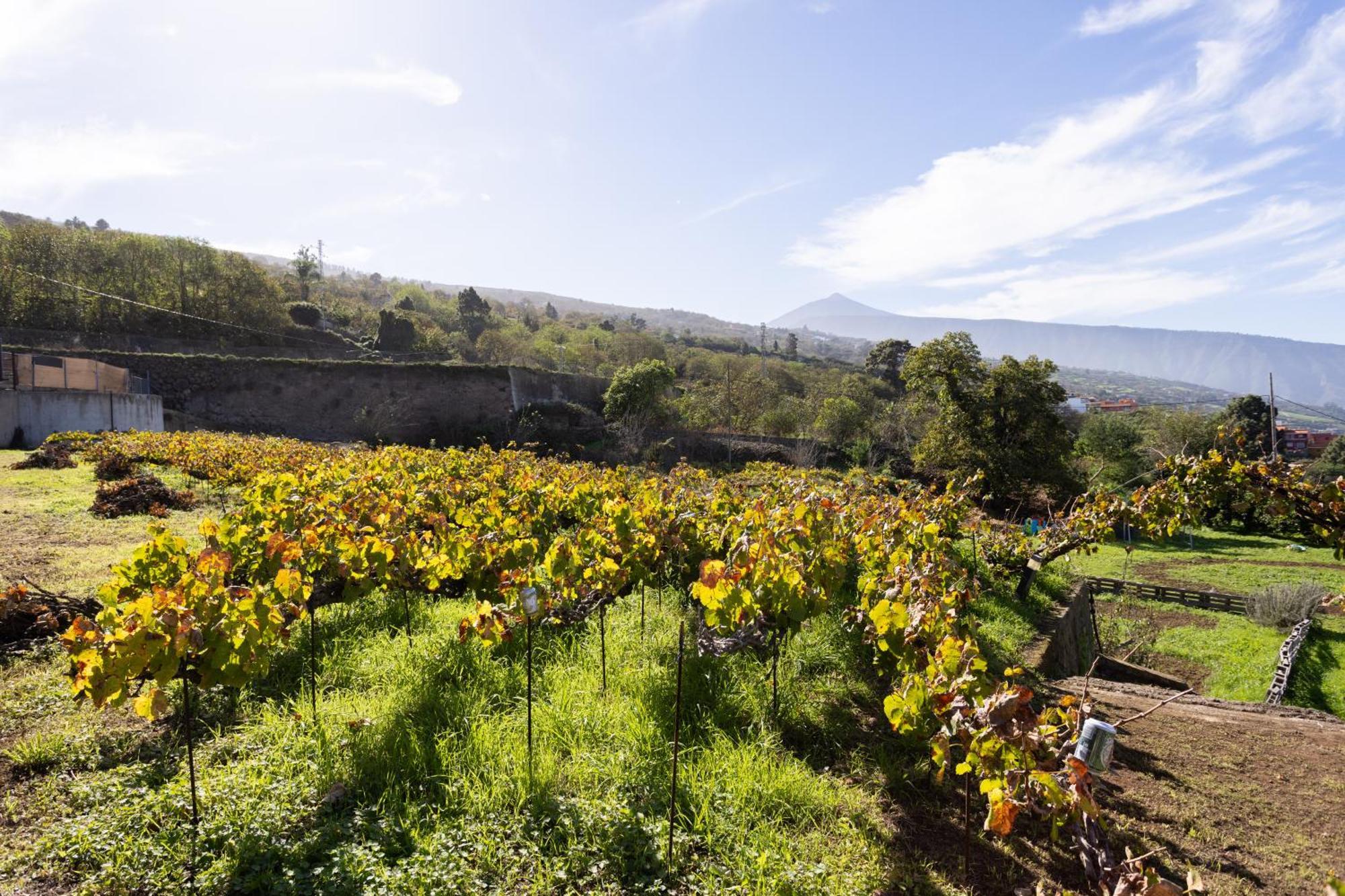 Ek Las Vistas Finca El Milagro 라오로타바 외부 사진